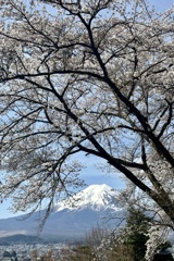 桜と富士山