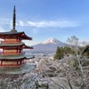 忠霊塔からの富士山と桜