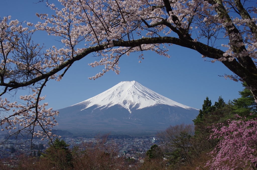 桜の傘