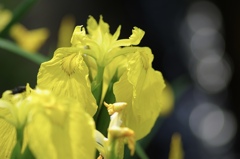 黄菖蒲