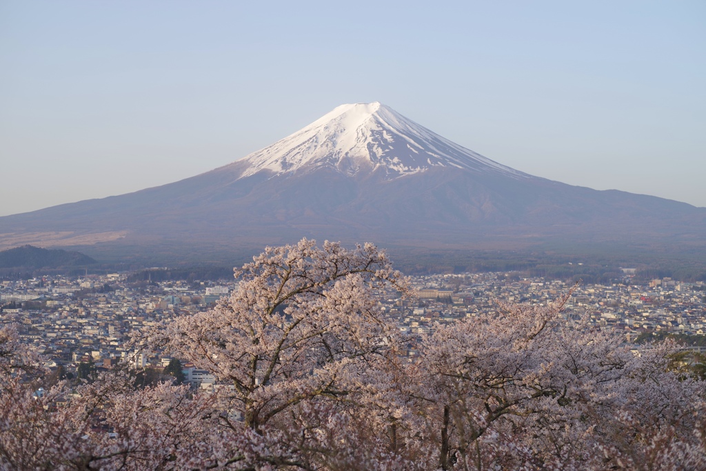 富士と桜と街