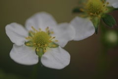 いちごの花