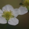 いちごの花