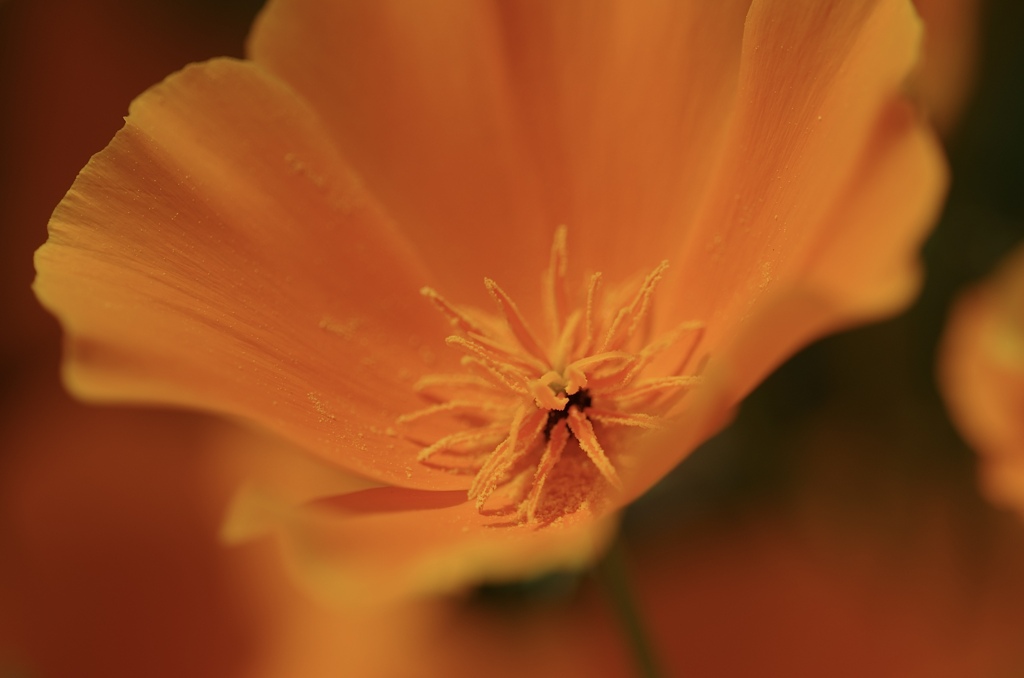花菱草