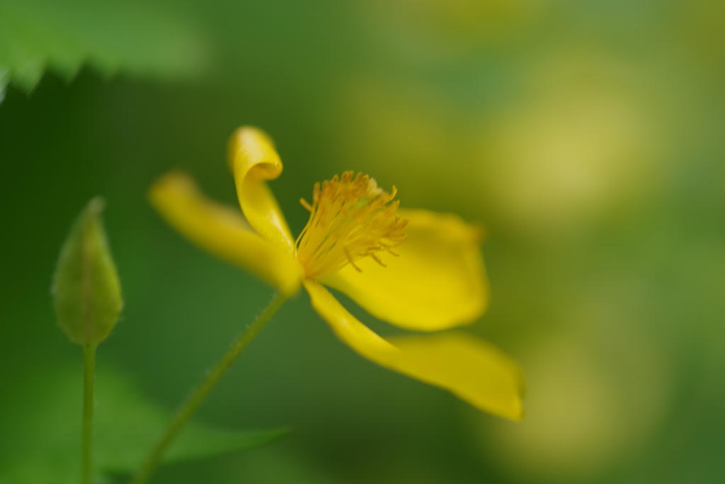 草の黄