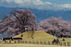 甲州蚕影桜（こうしゅうこかげざくら)