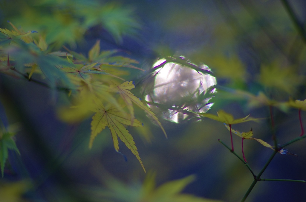 太陽と紅葉