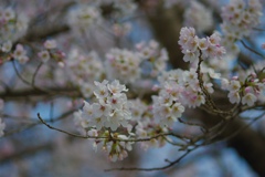 cherry blossom