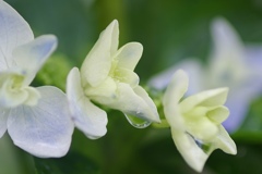ひと雫