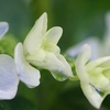 ひと雫