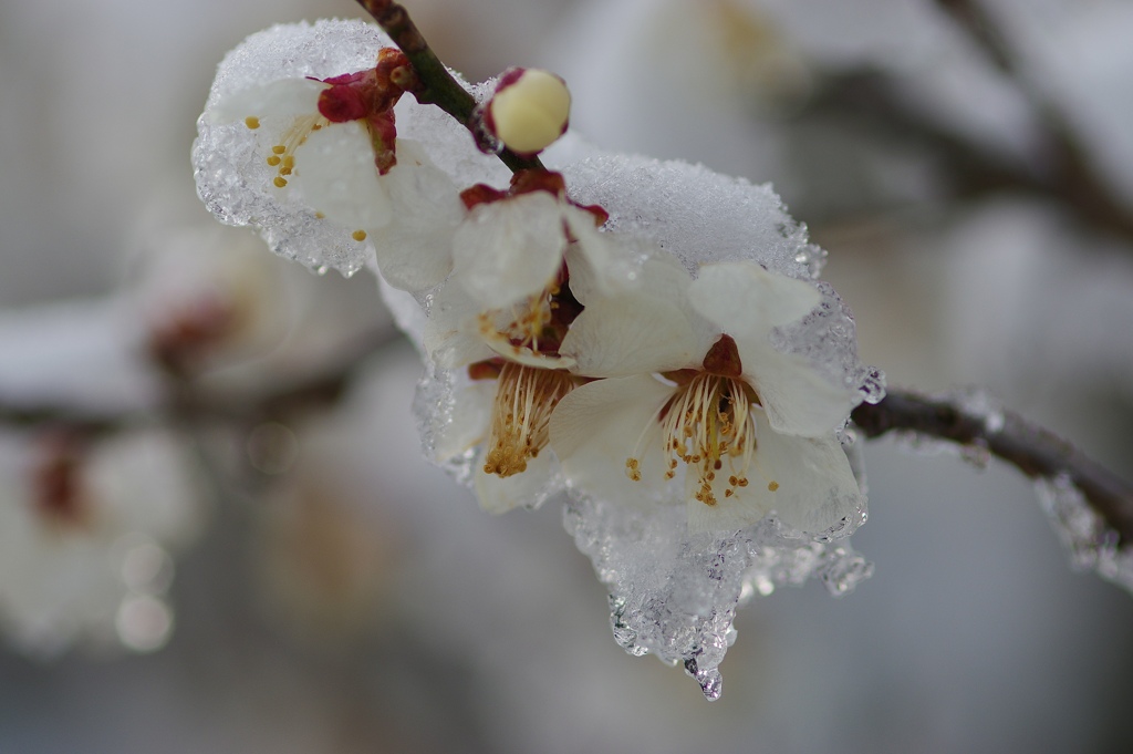 春の雪