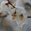 春の雪
