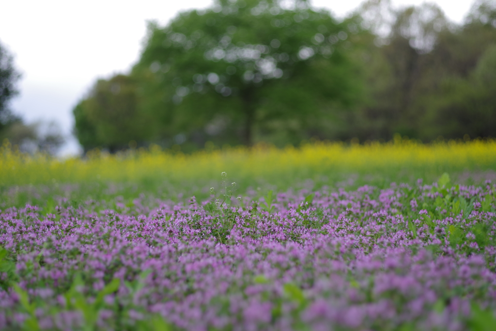 ホトケノザと菜の花