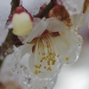 雪中梅