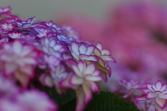 紫陽花
