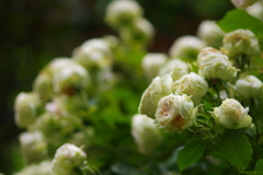 薔薇