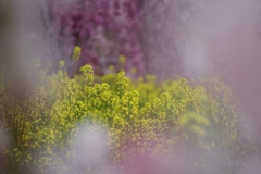 菜の花畑の枝垂れ桜