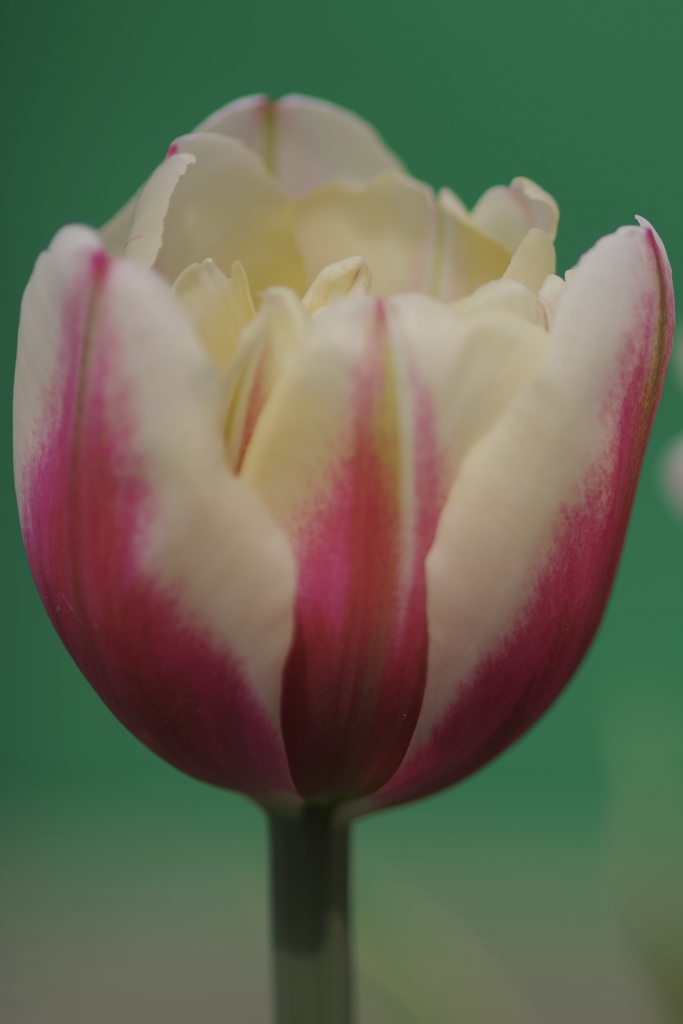 TULIP