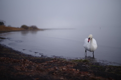霧の中の白鳥
