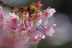 桜便り