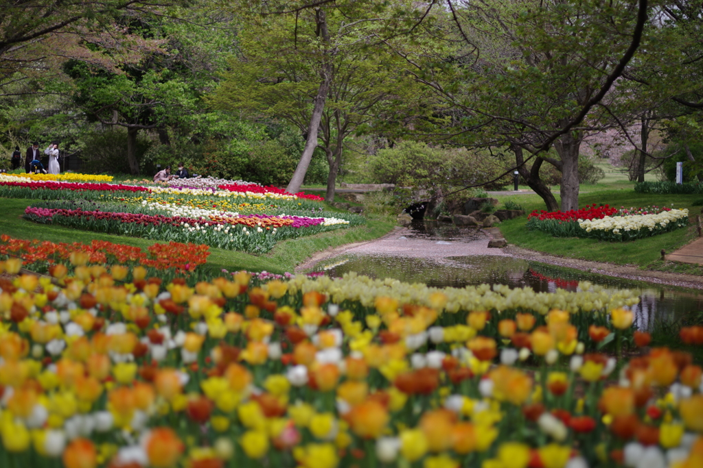 花筏とチューリップ