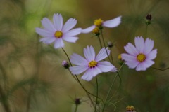 秋桜
