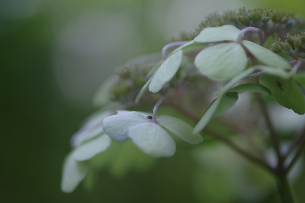 紫陽花