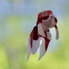 フライング金魚