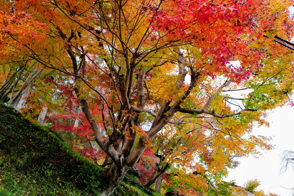 紅葉