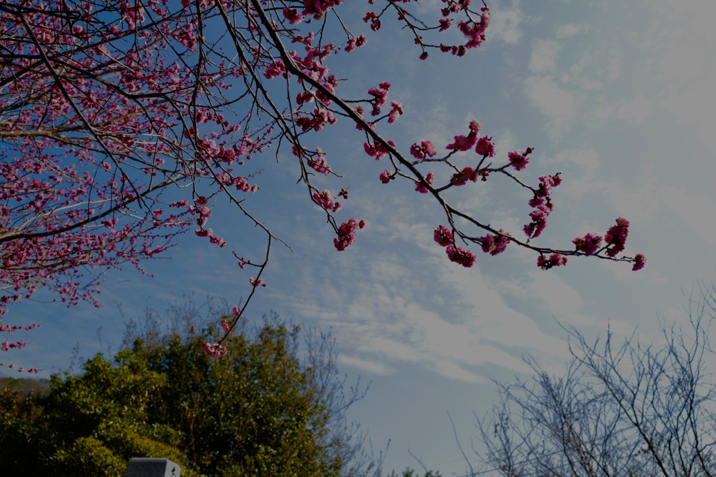 ピンク梅