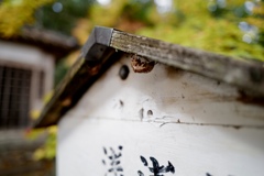脱殻
