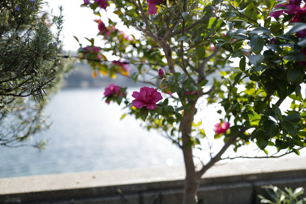 海辺の花