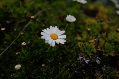 白い花