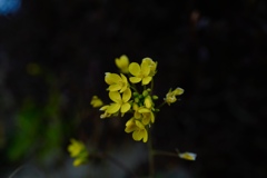 黄色の花