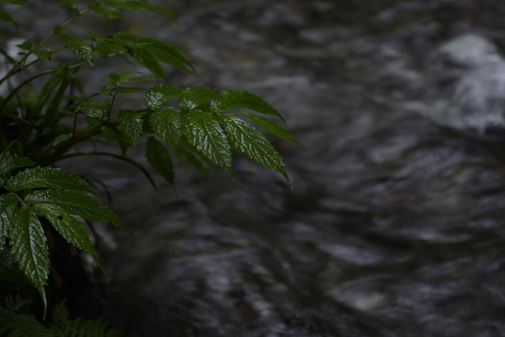 渓流の水辺