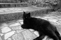 黒猫
