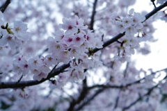 ザ　桜