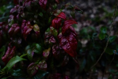 2月の紅葉