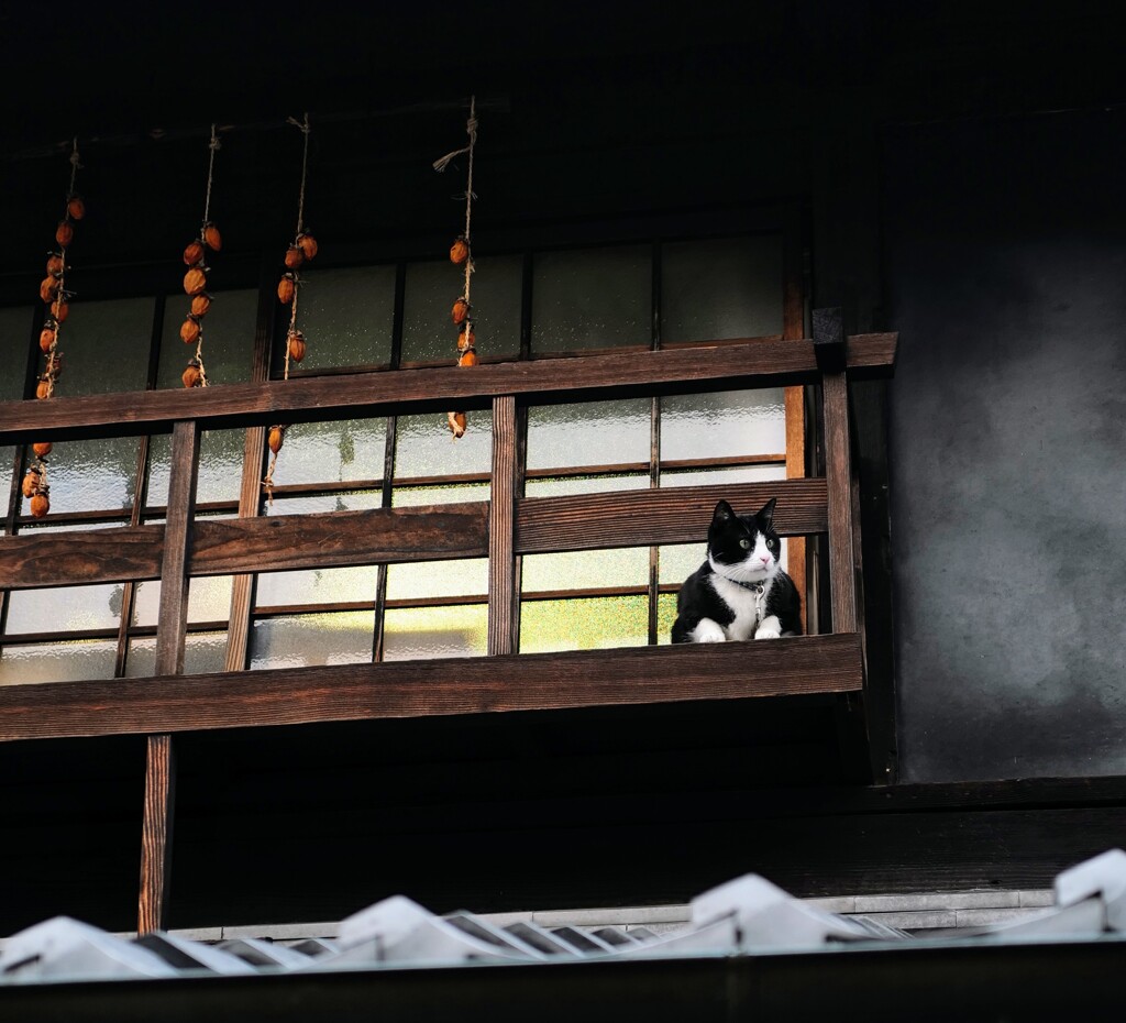 吾が輩は猫である。