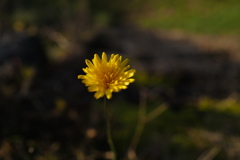 花一つ