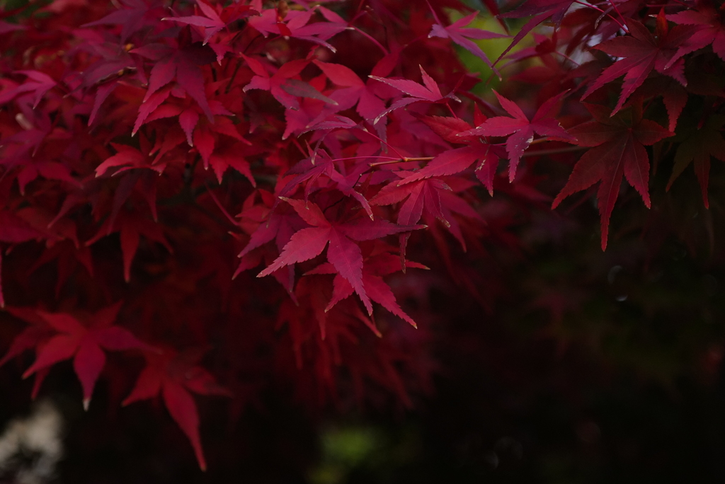 紅