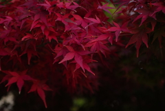 紅