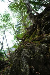 岩壁と根
