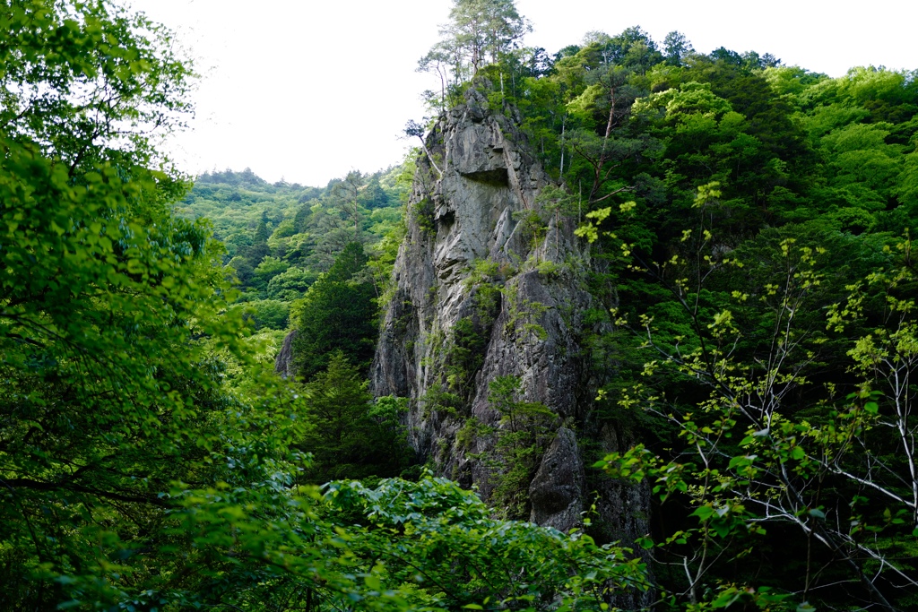 新緑の山