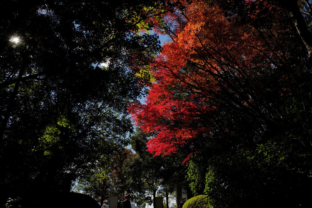 紅葉と木漏れ陽