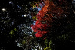 紅葉と木漏れ陽