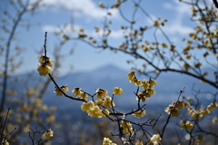 宝登山・蝋梅園