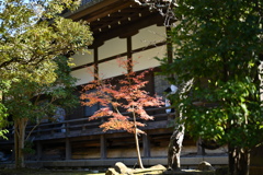 紅葉