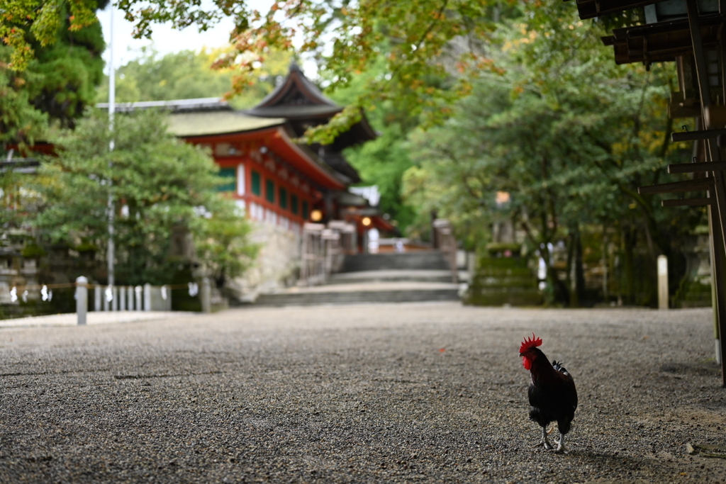 奈良、石上神宮