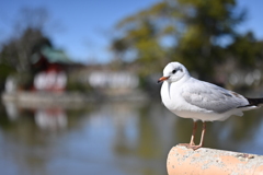 鳩